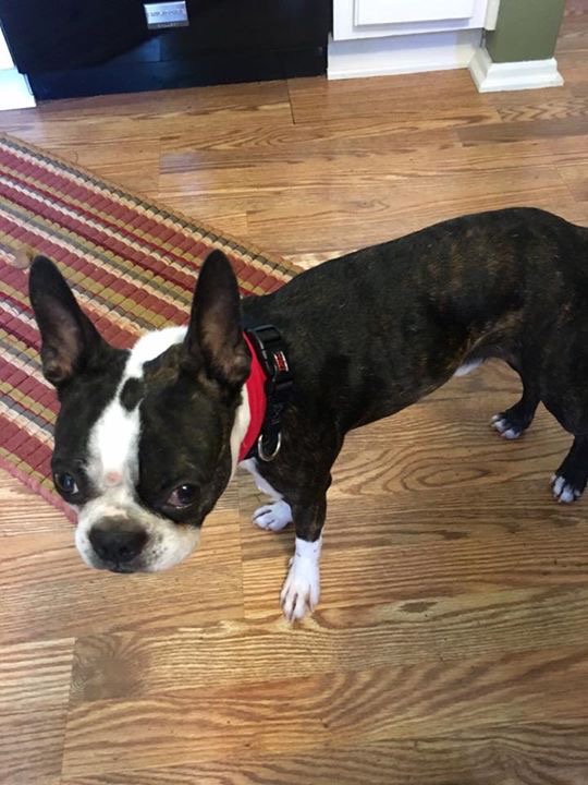 ADOPTED!!! Colby, 16 month old male South Texas Boston
