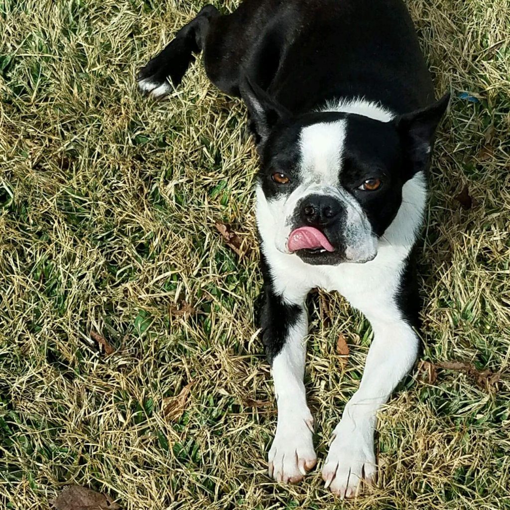 ADOPTED! Mason 12 year old, male South Texas Boston