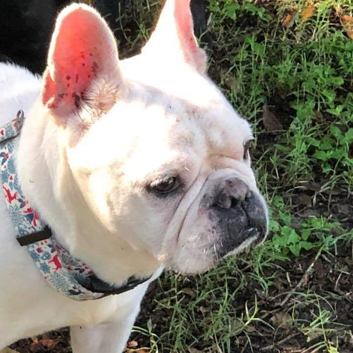Mila French Bulldog South Texas Boston Terrier Rescue